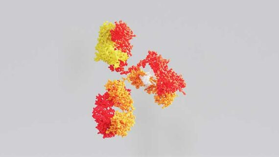 How antibodies are fine-tuned to fight infection