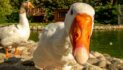 Uptick in avian flu cases poses little threat to humans