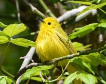 Birdwatching in Honduras – plumage aplenty