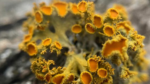 Discovery offers new clues to lichens’ evolutionary advantage