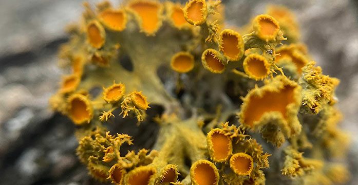 Discovery offers new clues to lichens’ evolutionary advantage