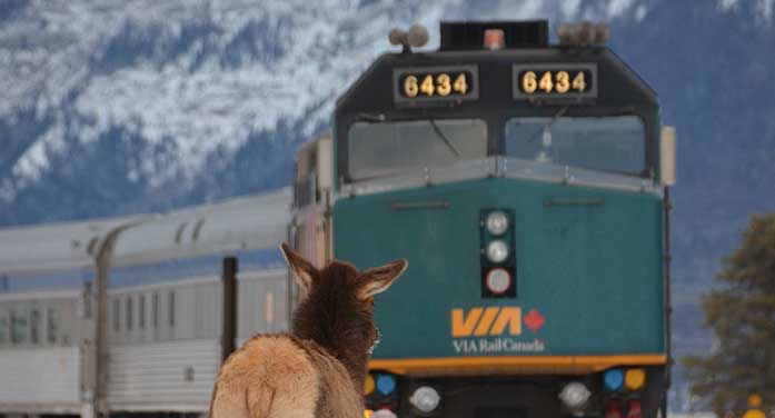 via rail train railroad transportation deer animal wildlife
