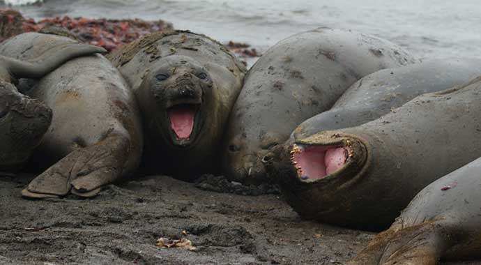 Southern-Elephant-Seal nature