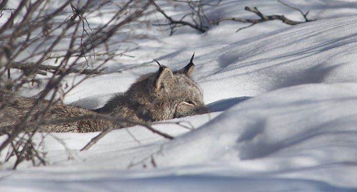 Canada lynx wildlife nature winter