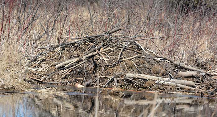 nature wildlife beaver dam lodge wood habitat