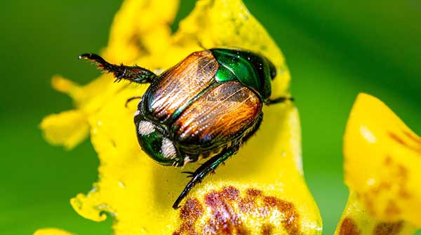 Japanese-Beetle beetles